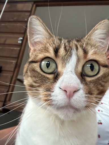 "Hello"