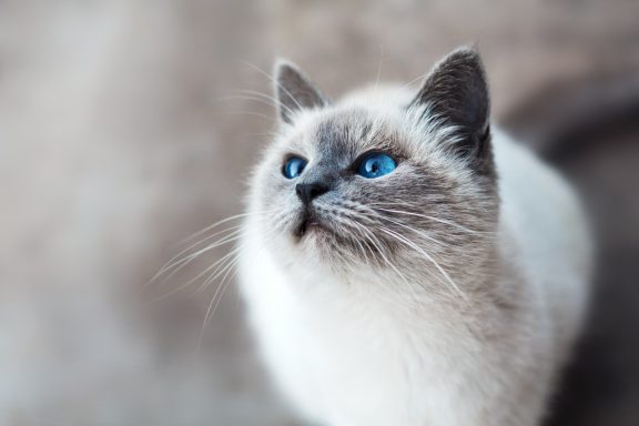 Blue eyes!