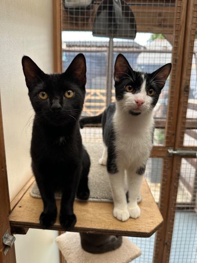 Double Trouble