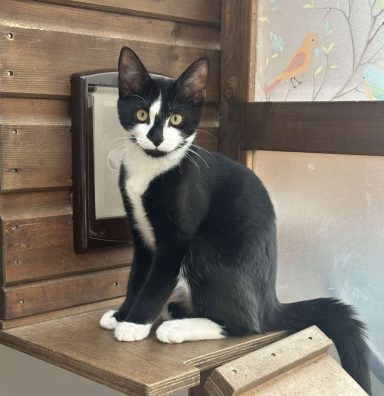 Handsome Boy